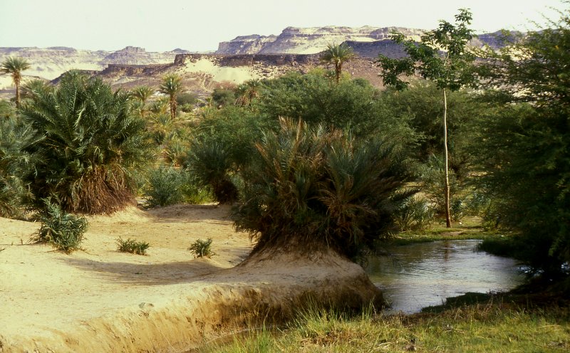 oasis_de_bilma_niger
