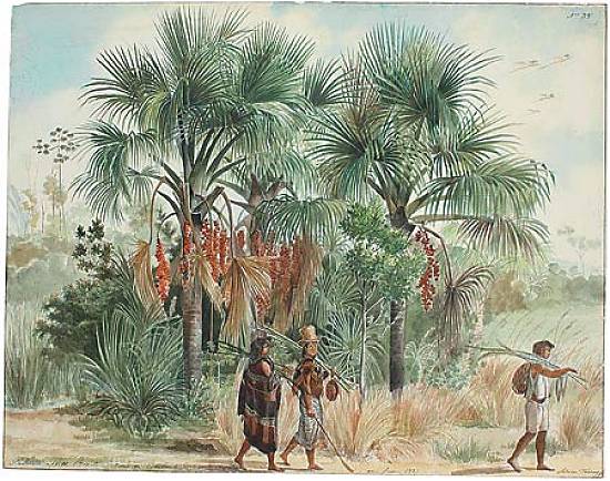 Palmeiras buritis, desenhadas em Quilombo, Mato Grosso, Adrien-Aimée Taunay, 1827.