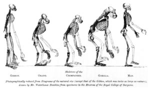 Evolucionismo