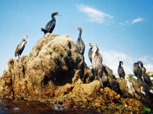 Gaivotas e albatrozes
